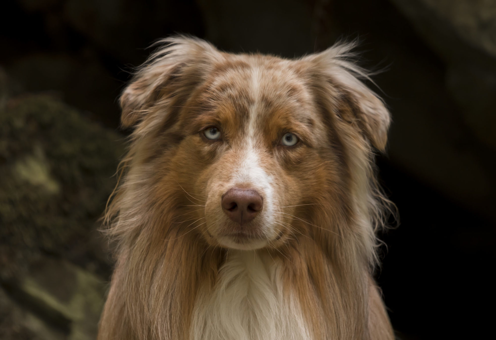 Soulsbalm Australian Shepherd